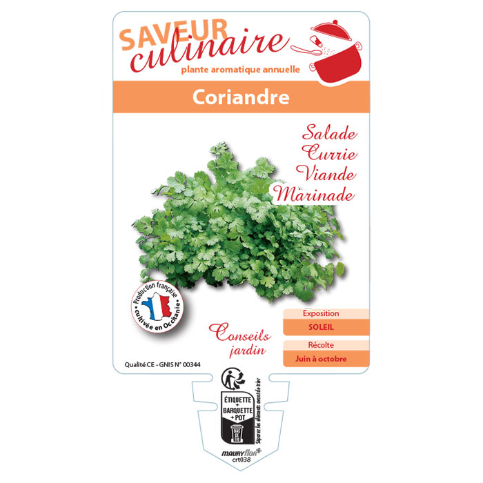 CORIANDRE