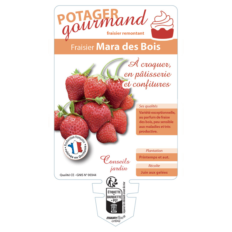 FRAISIER MARA DES BOIS