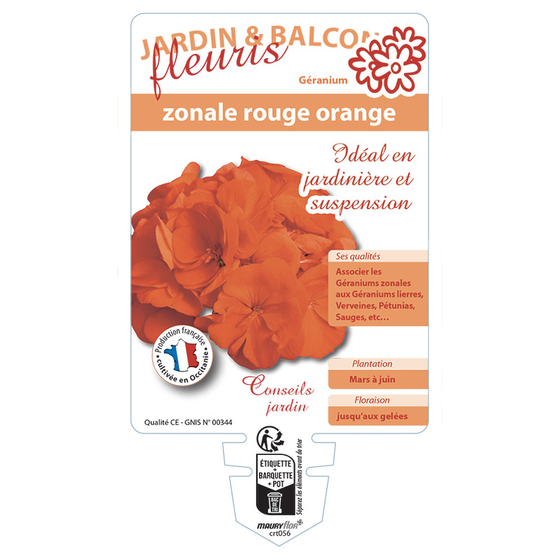 GERANIUM ZONALE ROUGE ORANGE