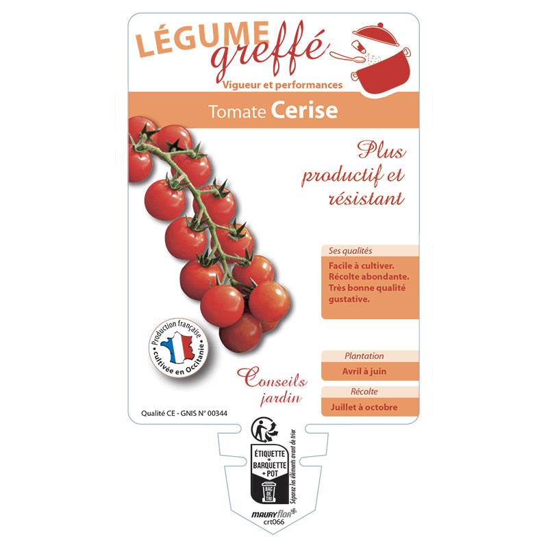 TOMATE CERISE GREFFÉE