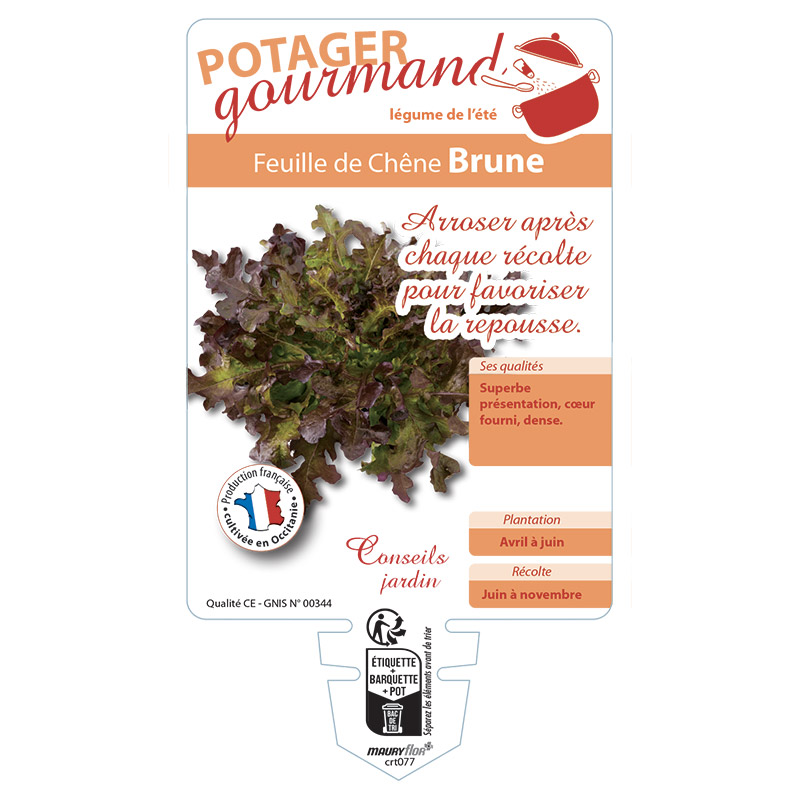 FEUILLE DE CHENE BRUNE