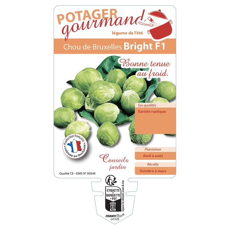 CHOU DE BRUXELLES BRIGHT