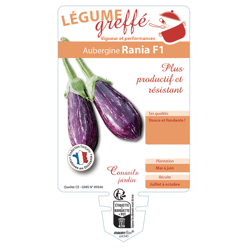 AUBERGINE RANIA GREFFÉE