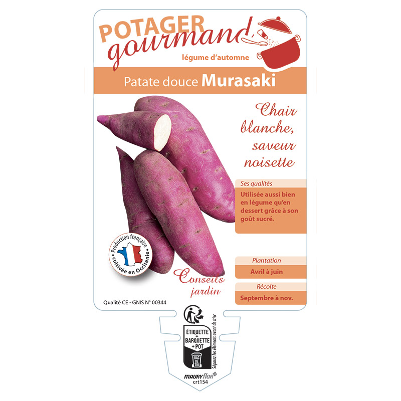 PATATE DOUCE MURASAKI