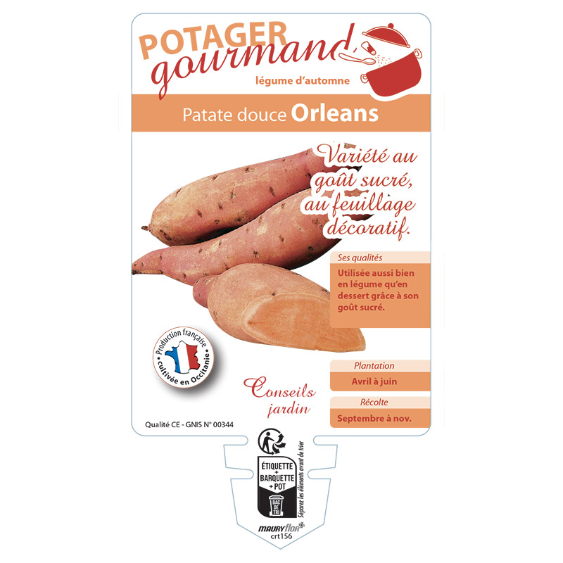 PATATE DOUCE ORLEANS