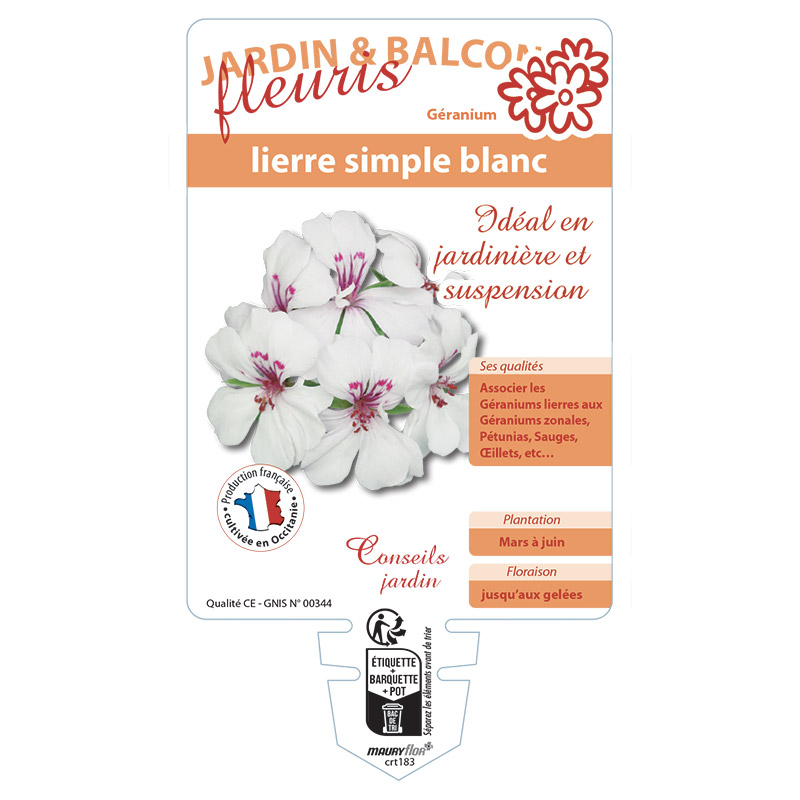 GERANIUM LIERRE SIMPLE BLANC