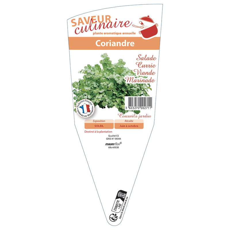 CORIANDRE