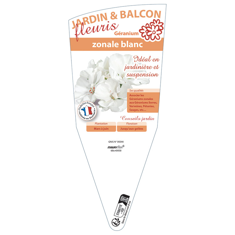 GÉRANIUM ZONALE BLANC