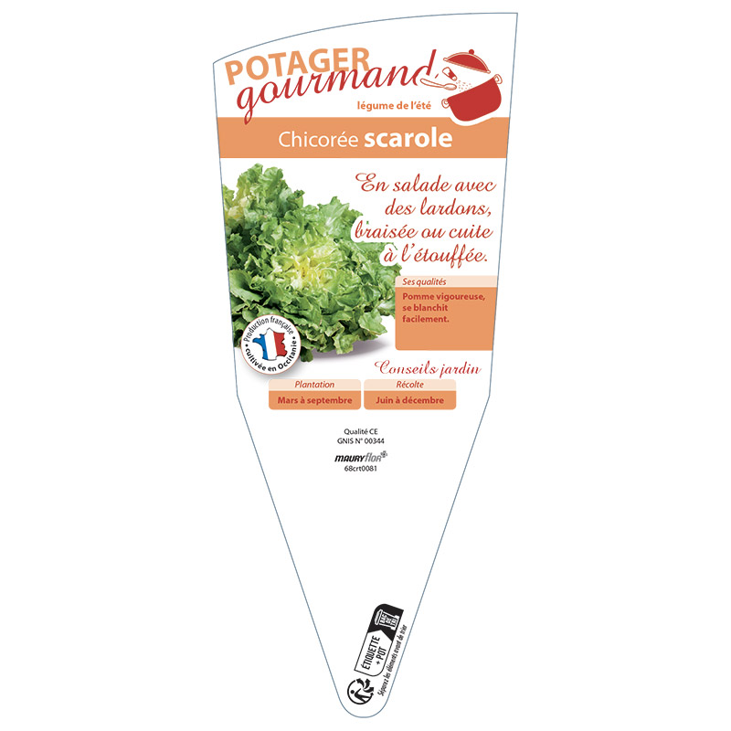 CHICORÉE SCAROLE