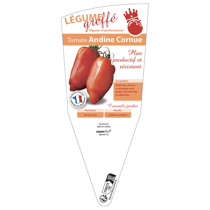 TOMATE ANDINE CORNUE GREFFÉE