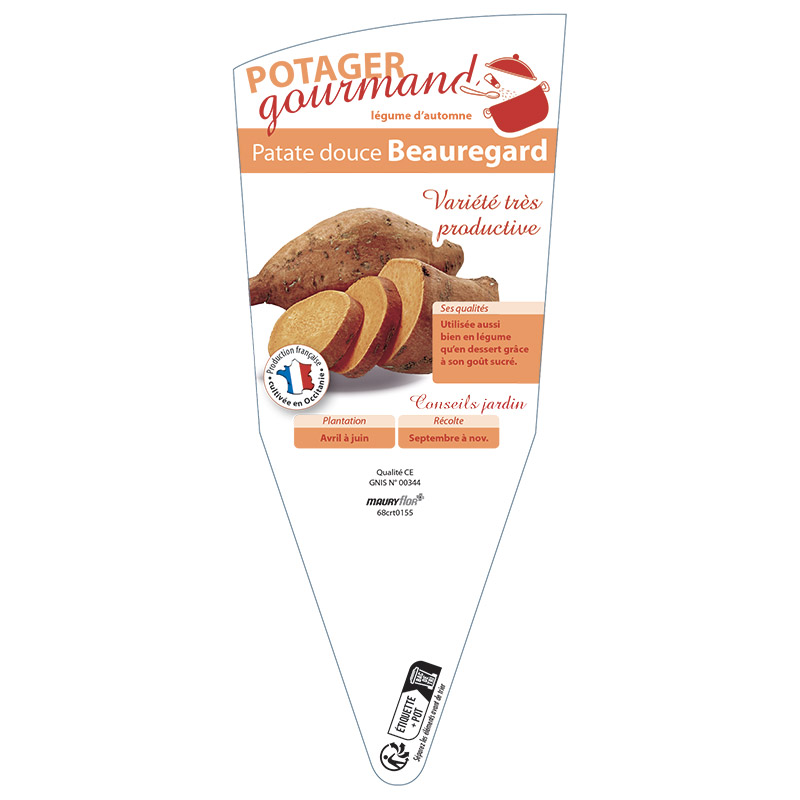PATATE DOUCE BEAUREGARD