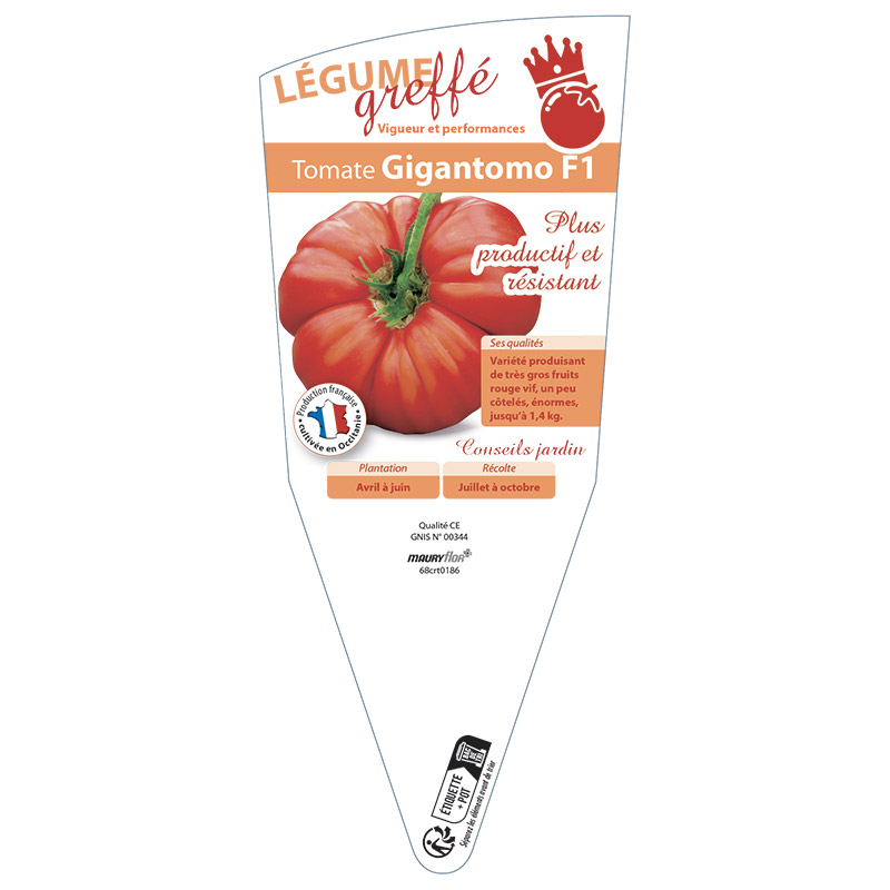 TOMATE GIGANTOMO F1 GREFFée