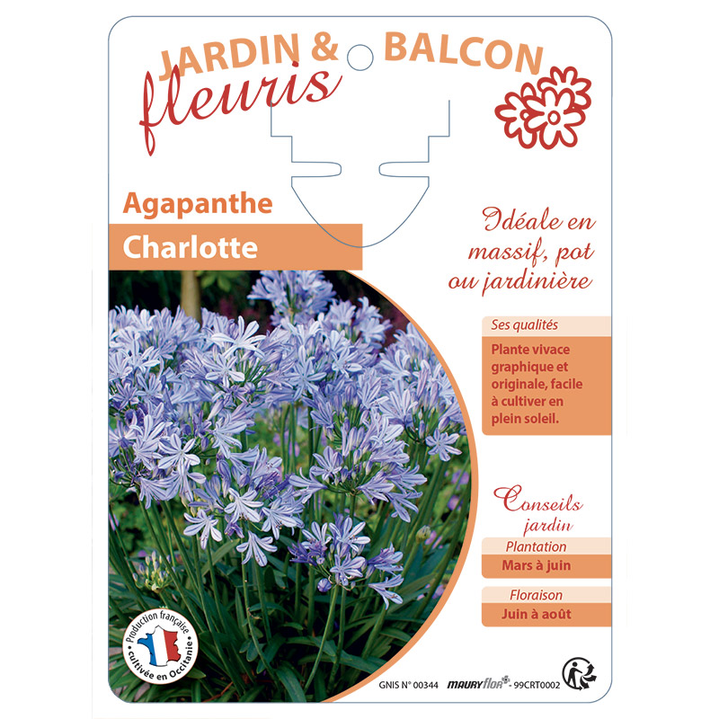 AGAPANTHE CHARLOTTE