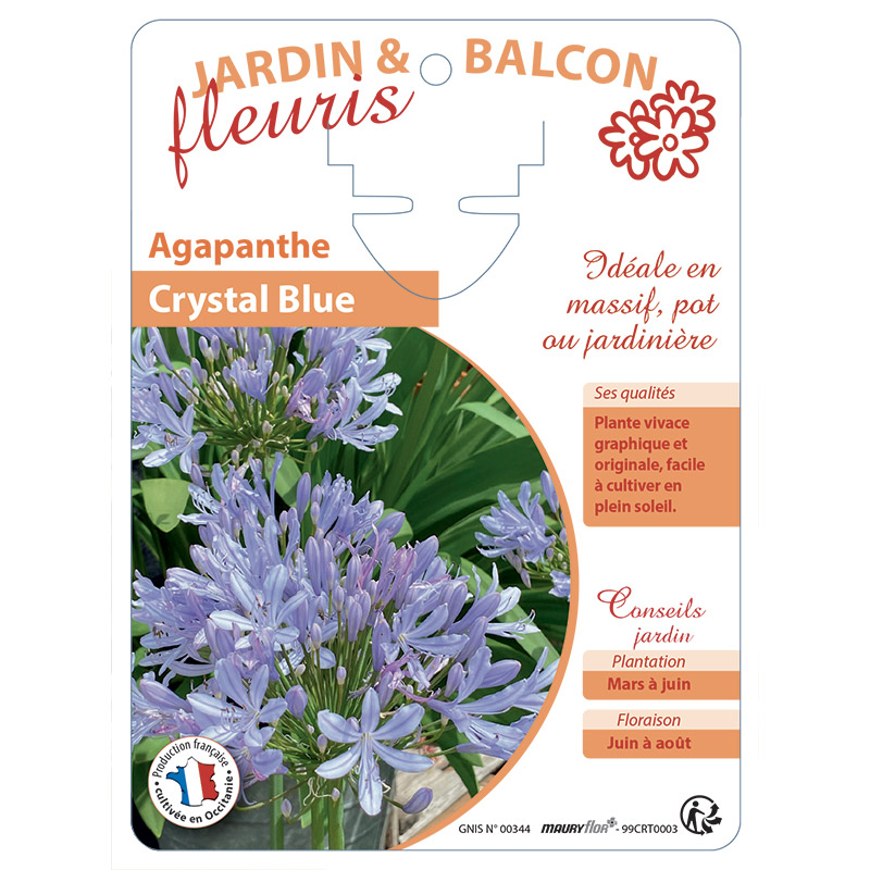 AGAPANTHE CRYSTAL BLUE