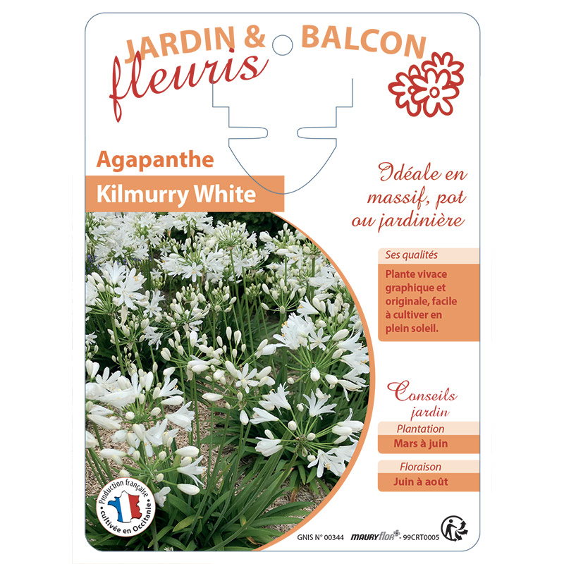 AGAPANTHE KILMURRY WHITE