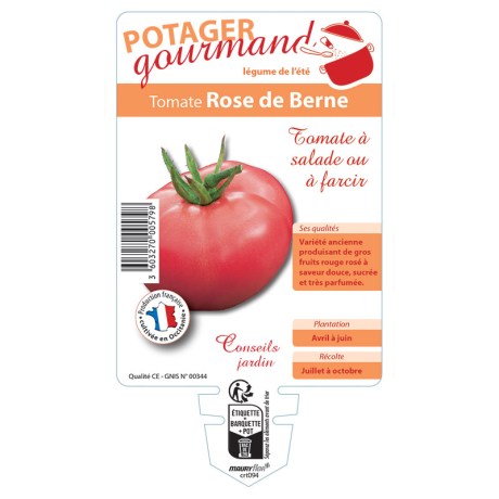 TOMATE ROSE DE BERNE