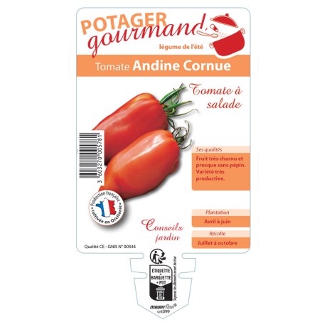 TOMATE ANDINE CORNUE