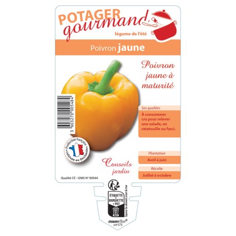 POIVRON JAUNE