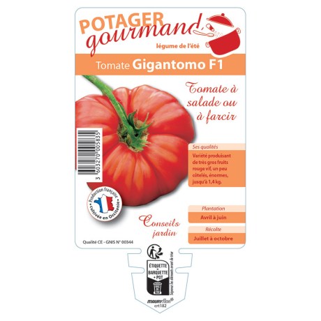 TOMATE GIGANTOMO