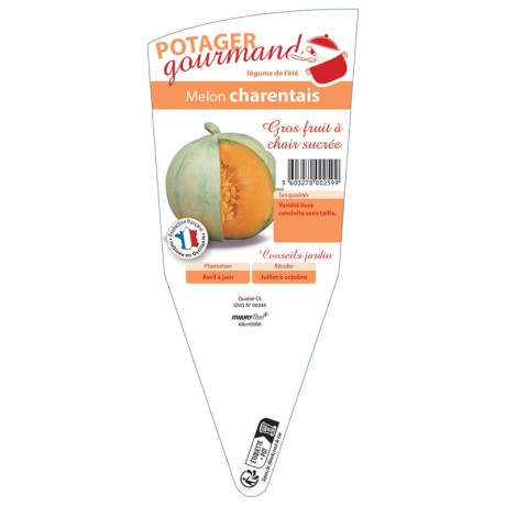 MELON CHARENTAIS
