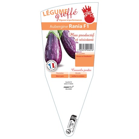 AUBERGINE RANIA GREFFÉE