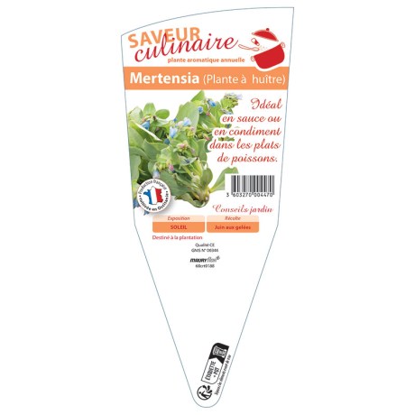 MERTENSIA (PLANTE A HUITRE)