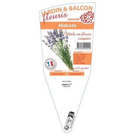 LAVANDE HIDCOTE