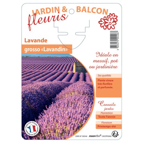 LAVANDE GROSSO "Lavandin"