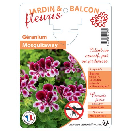 GERANIUM Mosquitaway (Anti moustique)